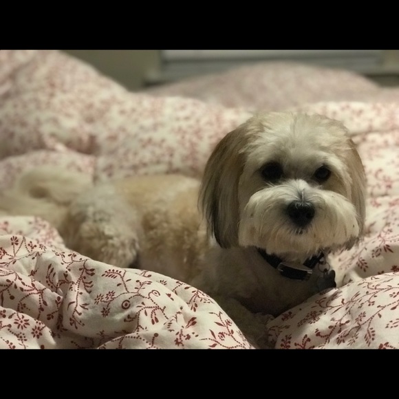 Meet your Posher, Sharon - Picture 3 of 3